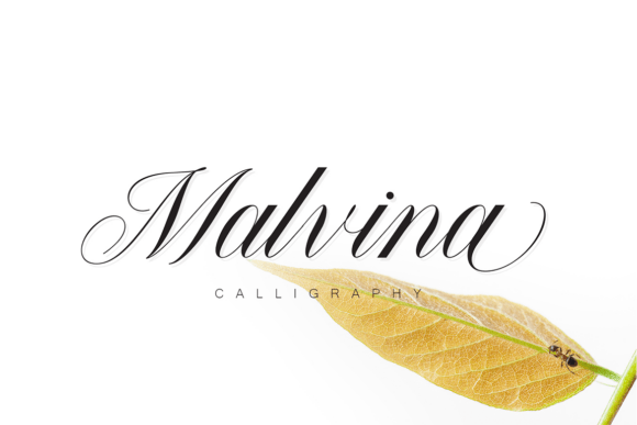 Malvina Font Review: Testing Luxury Script in Branding